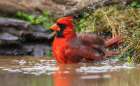 USA-South Texas Northern cardinal bathing Art Print